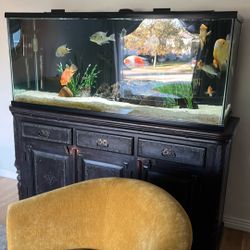 Fish Tank 