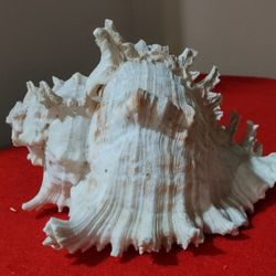 Vintage Murex Chicoreus Ramosus SNAIL MOLLUSK Seashell.