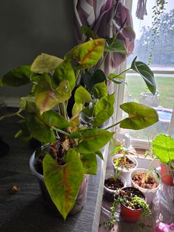 Syngonium  - Pink Fairy & Neon Robusta