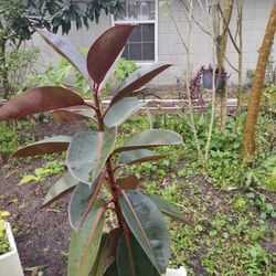 Ruber Plant 4" Tall Heathyplant