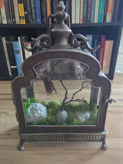 Taxidermy Bat in Case