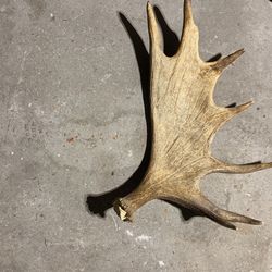 Real Moose antler
