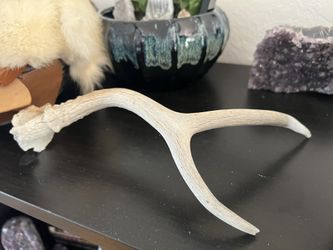 Decorative Deer Antler