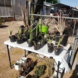 Plants For Sale ( Cheap)