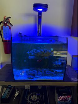 Salt water fish tank