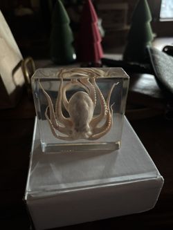 Octopus Specimen
