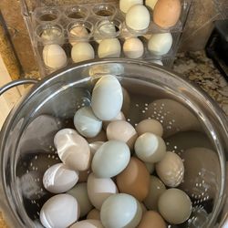 Eggs 