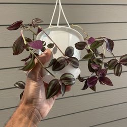 Tradescantia Zebrina | Inch Plant | In Hanging Basket | Quick Grower | Expect A Full Basket By Fall
