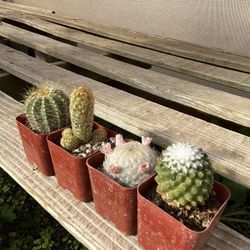 cute mini succulent plants 