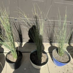 Beautiful california Blue Rush Grass