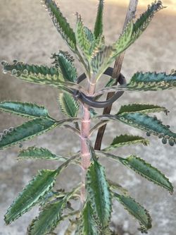 Mother of thousands plant