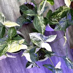 Big Leaves High Variegation Albo Syngonium Collection Rare Plants 