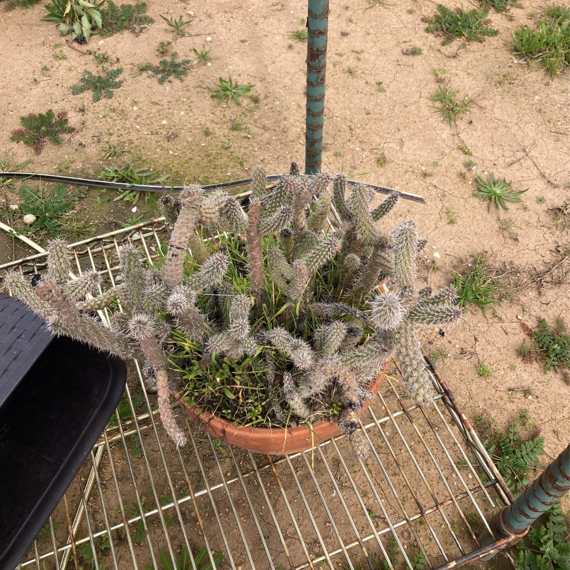 Plant