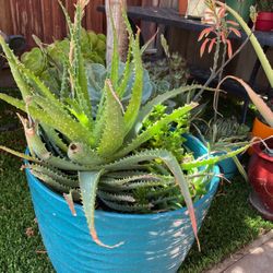 Assortment Of Succulents 