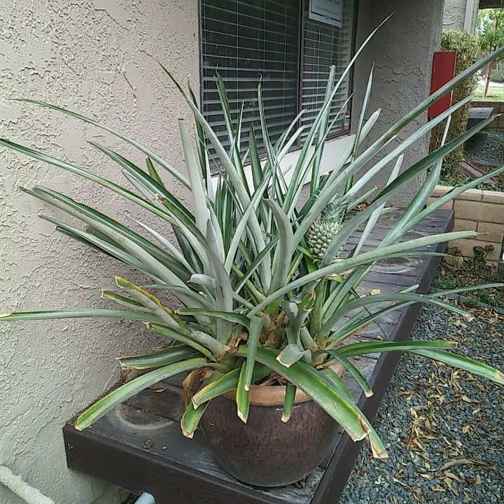 Big Pineapple Plant