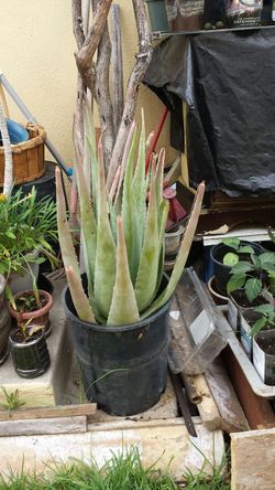 Planta de sábila