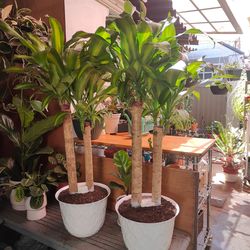 Dracaena Mass Cane Indoor Plant