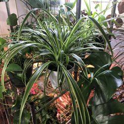Medium Size Spider Plant 🪴 