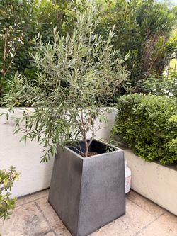 Large Potted Fruitless Olive Tree