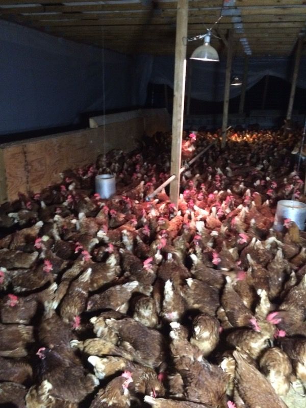 Chickens