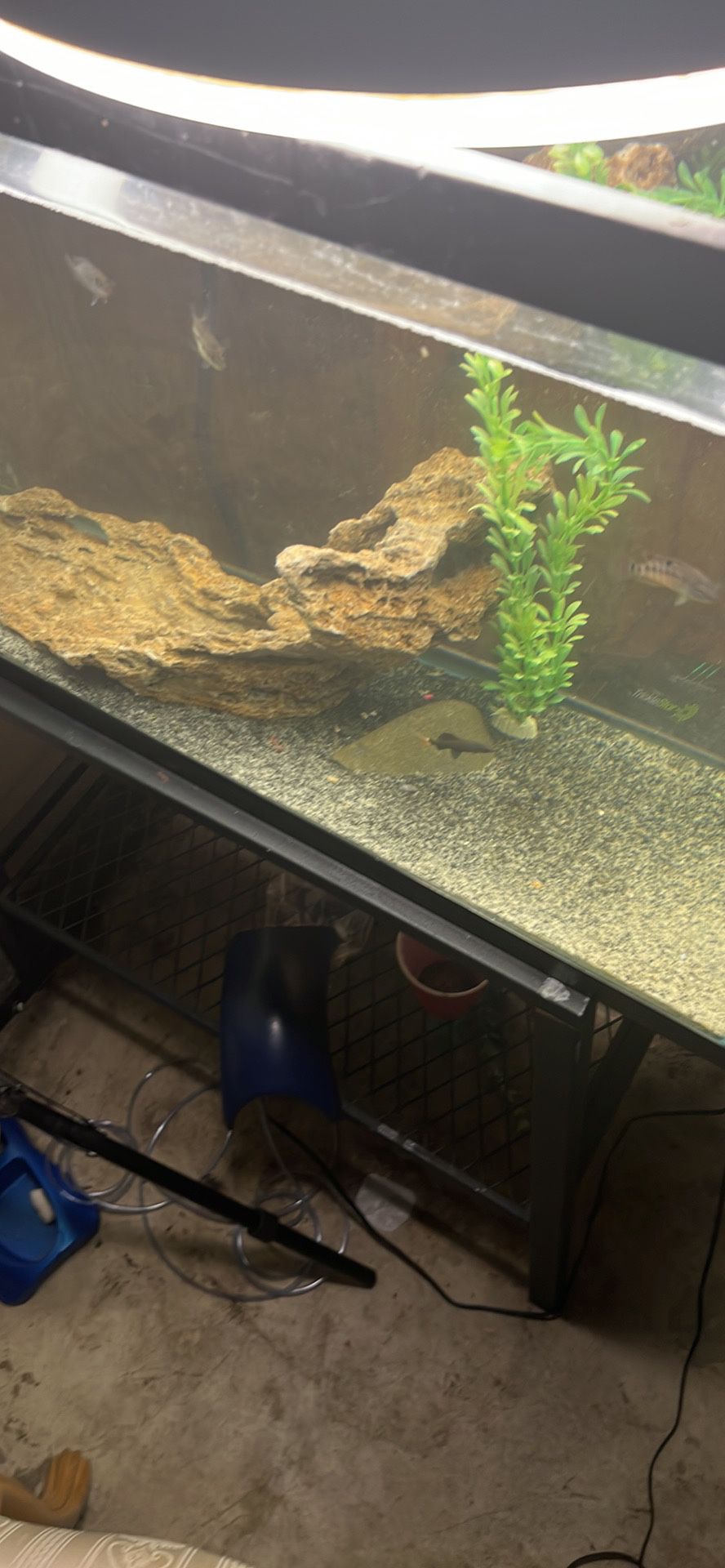 30g Fish Tank