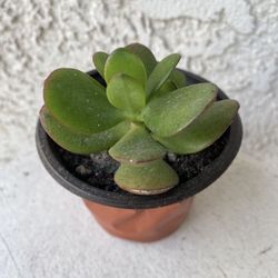 3 Inch Pot Succulent Plant - Crassula Ovata  -  Classic Jade Plant - Rooted & Established - Drought Resistant 🪴 