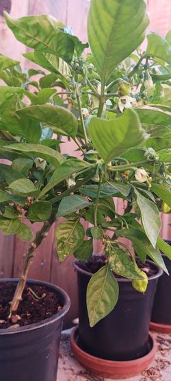 Habanero chili (red Caribbean)