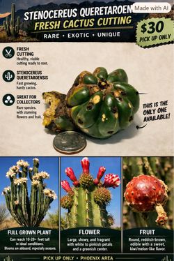 Stenocereus queretaroensis (Pitaya Cactus) — Fresh Cutting