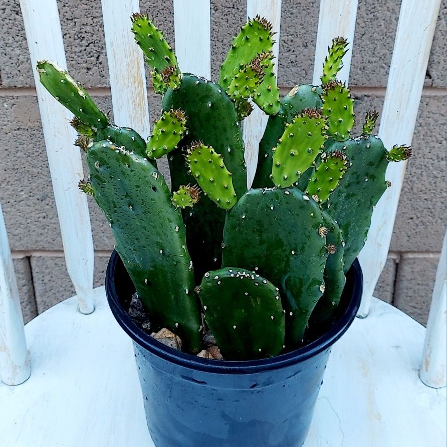 Living Plant 🌱14"H Opuntia Ficus-Indica, Prickly Pear Cactus on 7"H Pot ::: Outdoor