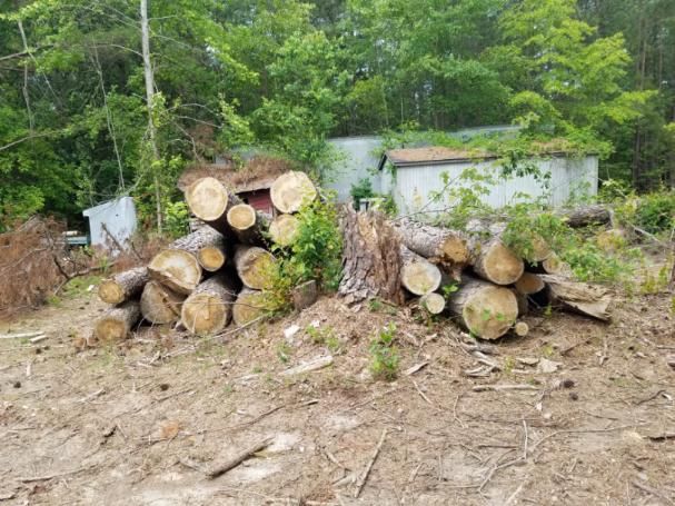Free Precut Tree Logs