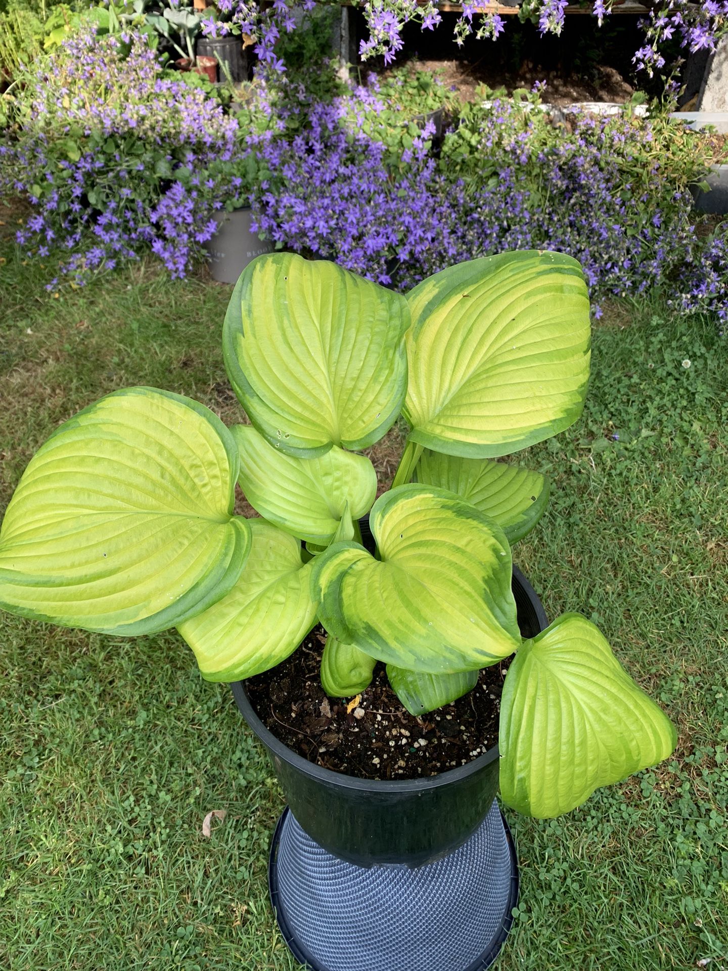 Outdoor Hosta