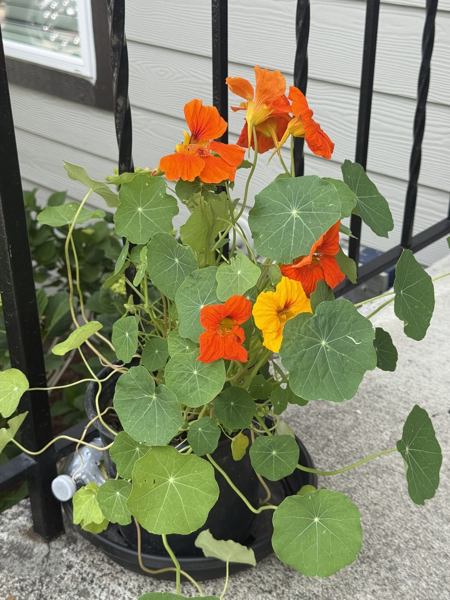 Nasturtium Plants Variety Of Vibrant Colors In Pots