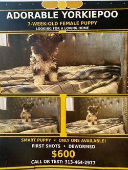🎁Best Friend $600