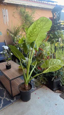 Orejas de Elefante Plant/Elephant Ears Plant