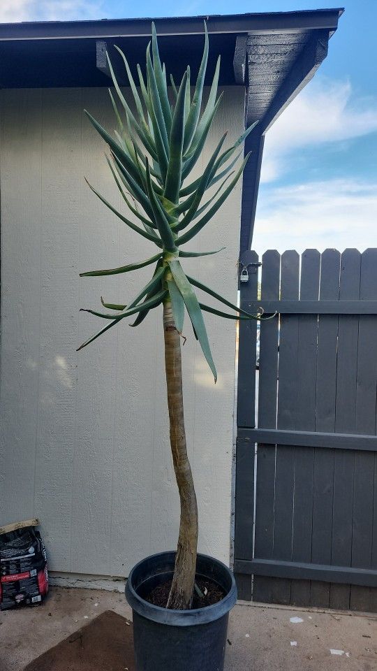 Aloe Hercules Plant