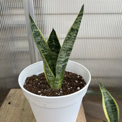 Snake Plant In 6-inch pot