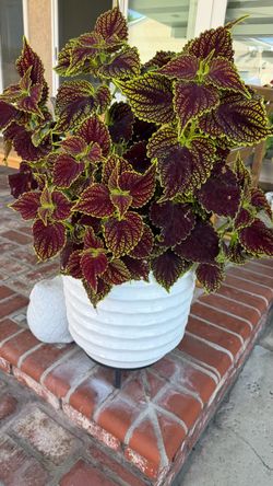 Coleus plant