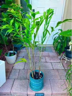 3 Young Foxtail Palms