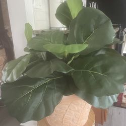 Ornamental Plant 