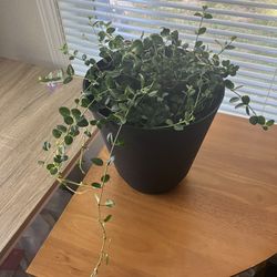 Self Watering Plant