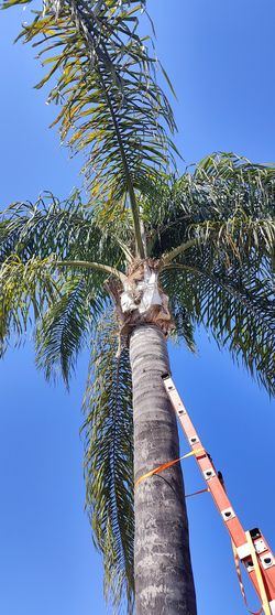 Palm Tree