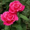 R.Rose🌹