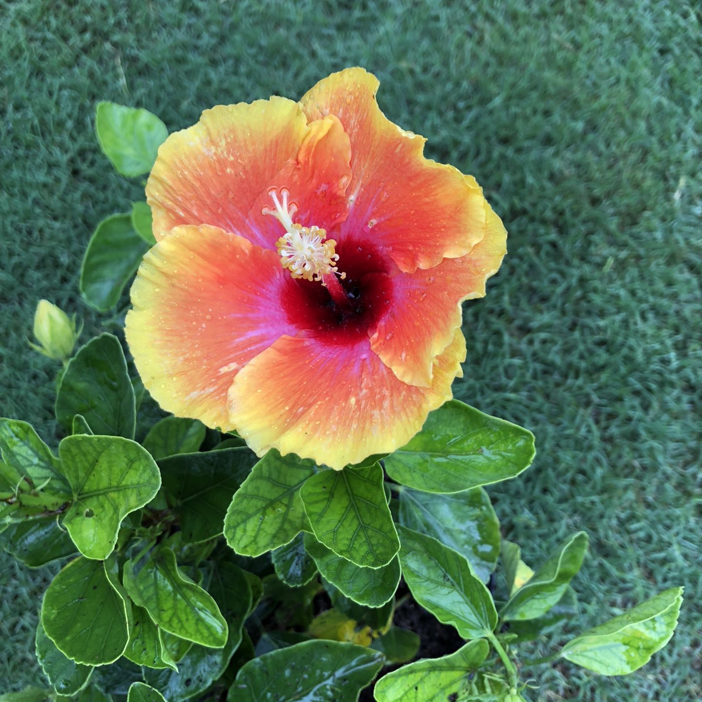 Beautiful Bloom Bash Hollywood Hibiscus Live Plants