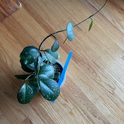 Hoya Obovata Splash Indoors Plant 