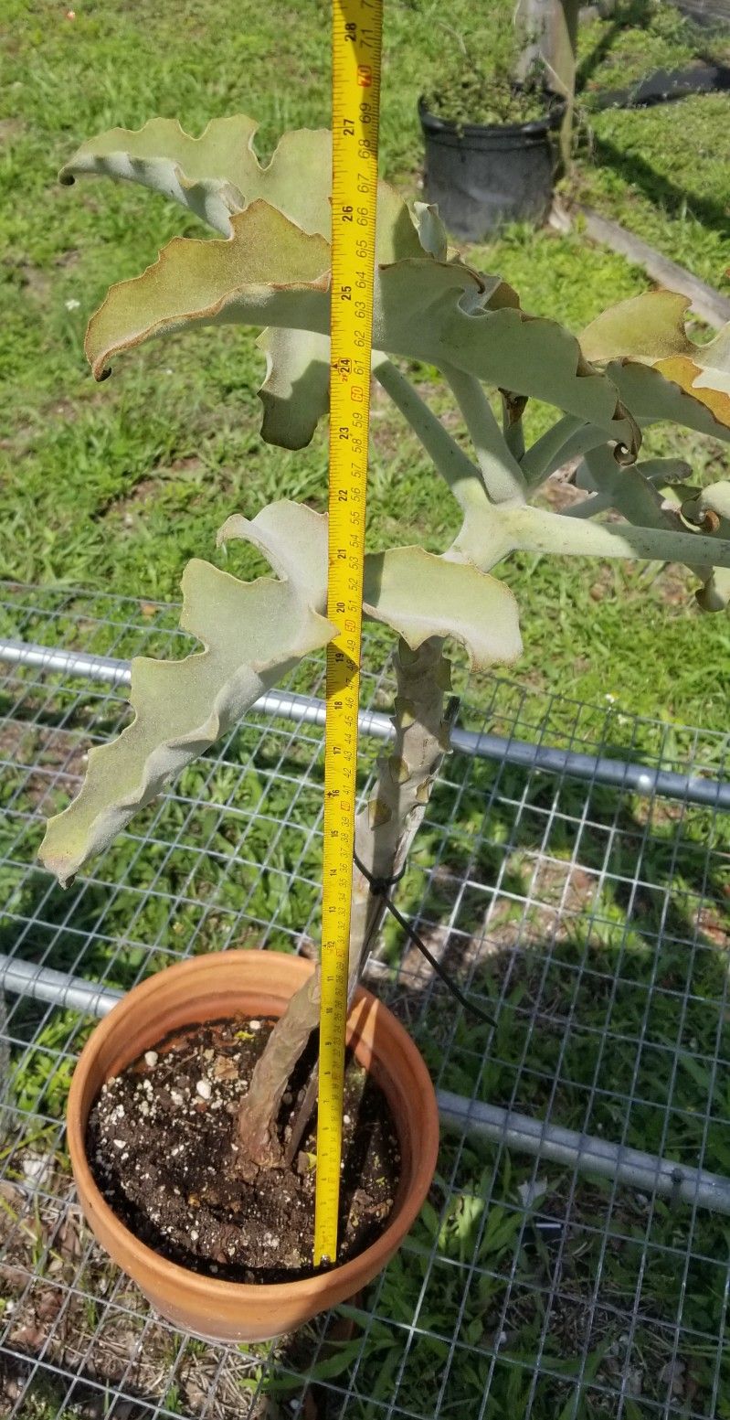 Felt Bush Kalanchoe, Live, 27" Tall
