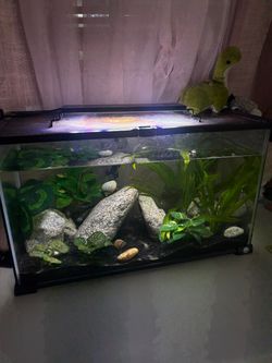 fish tank