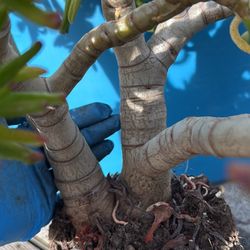 Finger Jade Succulent Plant 