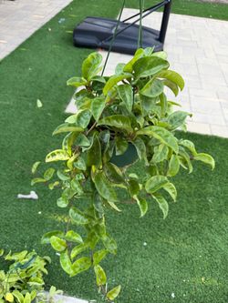 Hoya Krinkle 8