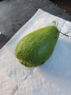 Wisquil Espinudo Organico