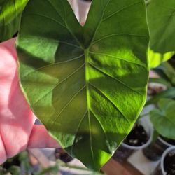 Small Alocasia Odora, Night Scented Lily Plant 